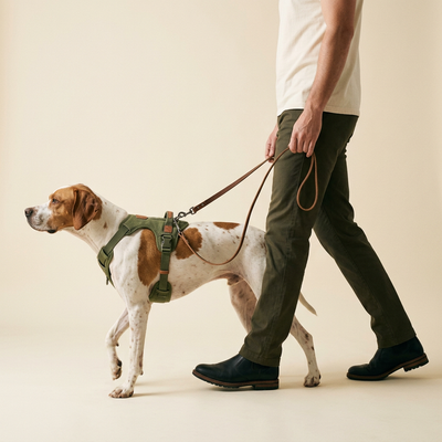 Person walking a dog on a leash with a beige background