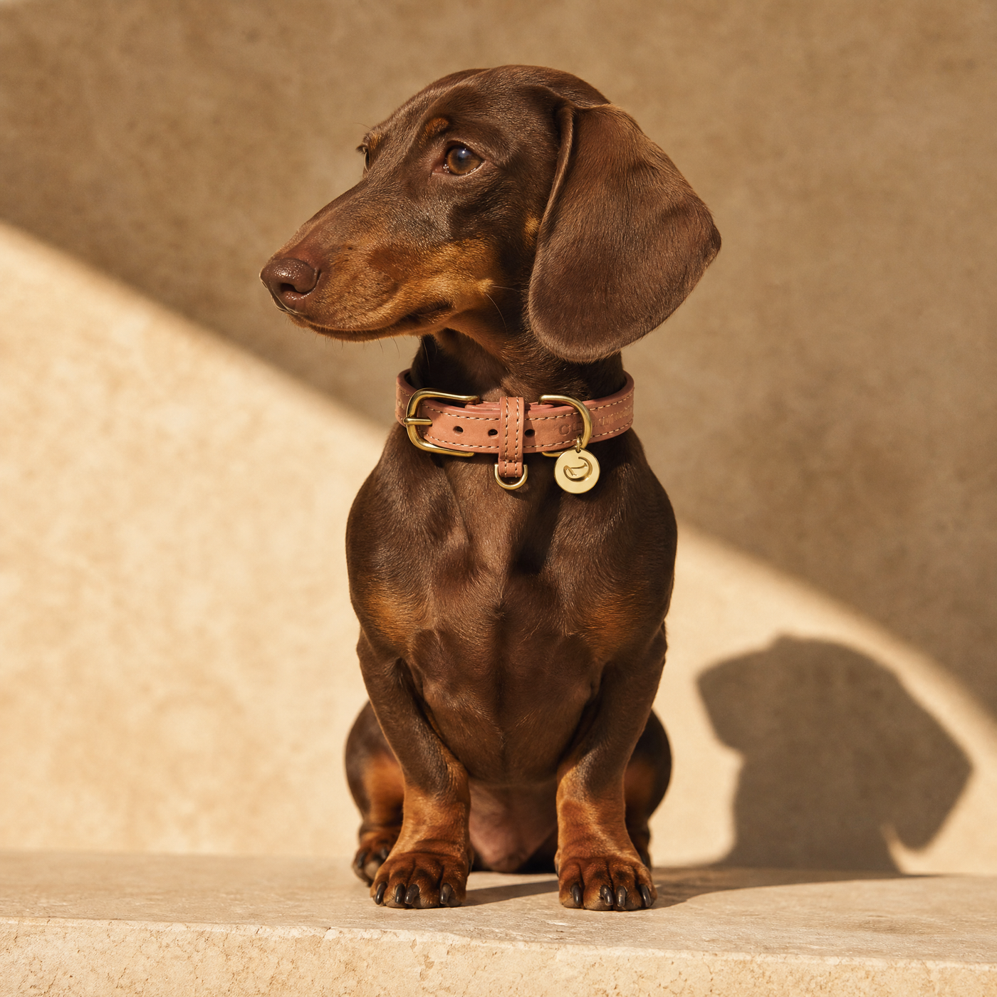 Hundehalsbänder