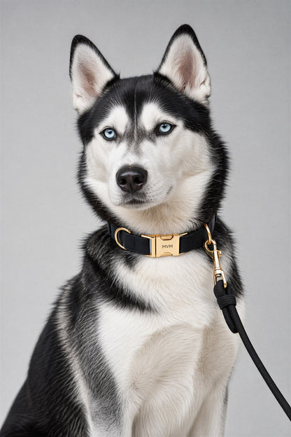 Siberian Husky wearing the black MVM Evergreen velvet collar and rope leash