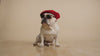 French Bulldog wearing sunglasses beside personalized baby clothing featuring a custom dog design.