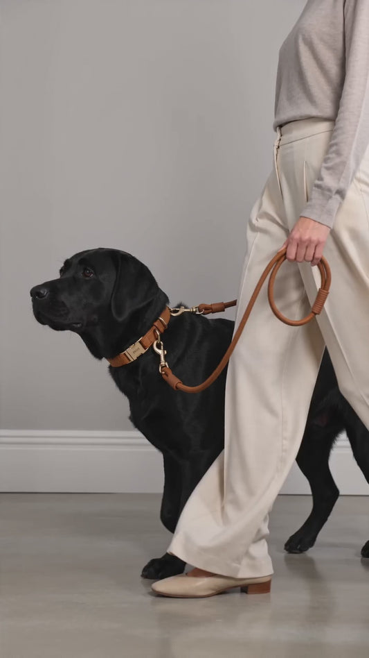 Evergreen Luxus-Set Halsband & Leine – Camel