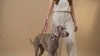 Dog owner holding a premium leather dog leash while walking a stylish dog in a modern lifestyle setting.