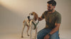 Dog wearing a premium no-pull harness while enjoying a comfortable walk with its owner.