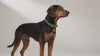 Dog wearing a stylish premium dog collar with gold details, designed for comfort, safety and everyday walks.