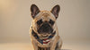 French Bulldog wearing a fashionable dog bandana designed for everyday style and special occasions.